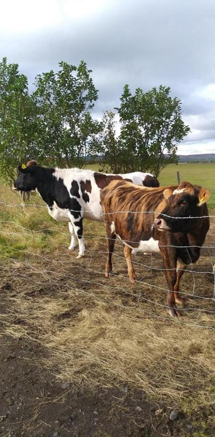 Rauthuskrithur Farm Holmabaeir Exterior foto